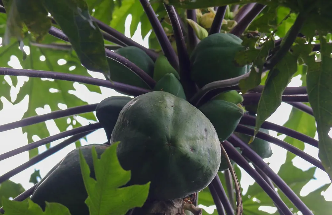 Mano Verde Minca-1